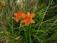 Hemerocallis fulva 11, Bruine daglelie, Saxifraga-Peter Meininger