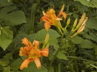 Hemerocallis fulva 2, Bruine daglelie, Saxifraga-Marijke Verhagen