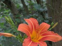 Hemerocallis fulva 3, Bruine daglelie, Saxifraga-Rutger Barendse