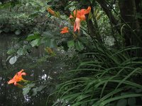 Hemerocallis fulva 5, Bruine daglelie, Saxifraga-Rutger Barendse