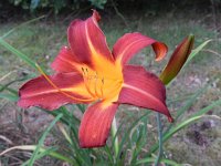 Hemerocallis fulva 6, Bruine daglelie, Saxifraga-Rutger Barendse