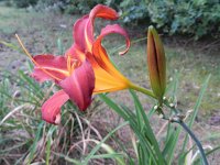 Hemerocallis fulva 7, Bruine daglelie, Saxifraga-Rutger Barendse