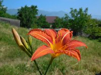 Hemerocallis fulva 8, Bruine daglelie, Saxifraga-Ed Stikvoort