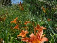 Hemerocallis fulva 9, Bruine daglelie, Saxifraga-Ed Stikvoort