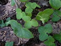 Hepatica nobilis 44, Leverbloempje, Saxifraga-Ed Stikvoort