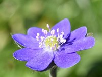 Hepatica nobilis 49, Leverbloempje, Saxifraga-Sonja Bouwman  997. Leverbloempje - Hepatica nobilis - Ranunculaceae familie (zw)