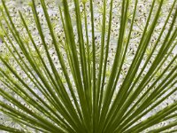 Heracleum sphondylium 66, Gewone bereklauw, Saxifraga-Jan Nijendijk