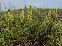 Herminium monorchis 33, Honingorchis, Saxifraga-Ed Stikvoort