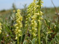 Herminium monorchis 34, Honingorchis, Saxifraga-Ed Stikvoort