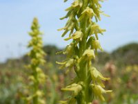 Herminium monorchis 38, Honingorchis, Saxifraga-Ed Stikvoort