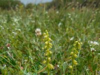 Herminium monorchis 39, Honingorchis, Saxifraga-Ed Stikvoort