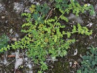 Herniaria glabra, Smooth rupturewort