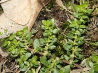 Herniaria glabra 18, Kaal breukkruid, Saxifraga-Rutger Barendse