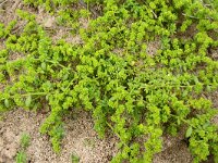 Herniaria glabra 32, Kaal breukkruid, Saxifraga-Hans Grotenhuis