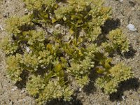 Herniaria hirsuta 1, Behaard breukkruid, Saxifraga-Jan van der Straaten