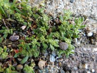 Herniaria hirsuta 13, Behaard breukkruid, Saxifraga-Ed Stikvoort