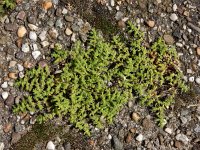 Herniaria hirsuta 14, Behaard breukkruid, Saxifraga-Ed Stikvoort