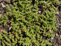 Herniaria hirsuta 17, Behaard breukkruid, Saxifraga-Ed Stikvoort