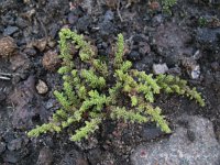 Herniaria hirsuta 3, Behaard breukkruid, Saxifraga-Rutger Barendse