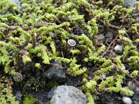 Herniaria hirsuta 6, Behaard breukkruid, Saxifraga-Rutger Barendse