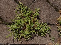 Herniaria hirsuta 8, Behaard breukkruid, Saxifraga-Ed Stikvoort