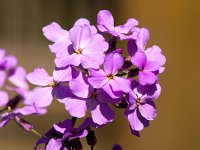 Hesperis matronalis 21, Damastbloem, Saxifraga-Bart Vastenhouw