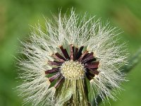 Hieracium amplexicaule 12, Stengelomvattend havikskruid, Saxifraga-Sonja Bouwman  1023. Stengelomvattend havikskruid - Hieracium amplexicaule - Asteraceae familie (i)