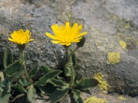 Hieracium amplexicaule 17, Stengelomvattend havikskruid, Saxifraga-Jan van der Straaten