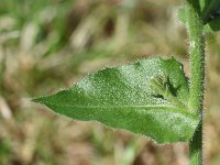 Hieracium amplexicaule 4, Stengelomvattend havikskruid, Saxifraga-Sonja Bouwman  1023. Stengelomvattend havikskruid - Hieracium amplexicaule - Asteraceae familie (i)