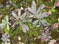 Hieracium bauhinii 3, Hongaars havikskruid, Saxifraga-Rutger Barendse