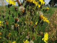 Hieracium caespitosum 1, Weidehavikskruid, Saxifraga-Rutger Barendse