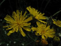 Hieracium caespitosum 2, Weidehavikskruid, Saxifraga-Rutger Barendse