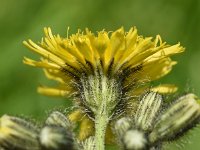 Hieracium caespitosum 9, Weidehavikskruid, Saxifraga-Sonja Bouwman  890. Weidehavikskruid - Hieracium caespitosum - Asteraceae familie (i)