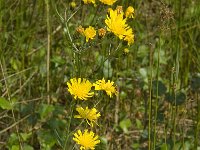 Hieracium laevigatum 1, Stijf havikskruid, Saxifraga-Willem van Kruijsbergen