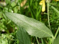 Hieracium laevigatum 11, Stijf havikskruid, Saxifraga-Sonja Bouwman  990. Stijf havikskruid - Hieracium laevigatum - Asteraceae familie (i)