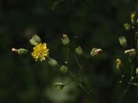 Hieracium laevigatum 2, Stijf havikskruid, Saxifraga-Jan van der Straaten