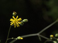 Hieracium laevigatum 3, Stijf havikskruid, Saxifraga-Jan van der Straaten