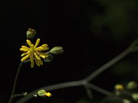 Hieracium laevigatum 4, Stijf havikskruid, Saxifraga-Jan van der Straaten