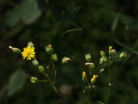 Hieracium laevigatum 5, Stijf havikskruid, Saxifraga-Jan van der Straaten