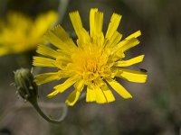 Flower of Smooth Hawkweed (Hieracium laevigatum); close-up  Flower of Smooth Hawkweed (Hieracium laevigatum); close-up : close-up, closeup, flora, floral, flower, growth, natural, nature, yellow, hawkweed, Hieracium, summer, summertime, Hieracium laevigatum, macro, no people, nobody, outdoors, outside, smooth hawkweed, wildflower, plant, vascular plant, bloom, blooming, flowering, in bloom, in flower