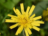 Hieracium laevigatum 8, Stijf havikskruid, Saxifraga-Sonja Bouwman  990. Stijf havikskruid - Hieracium laevigatum - Asteraceae familie (i) Sandwijck (De Bilt), 't Harde