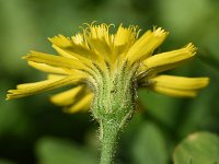 Hieracium murorum 17, Muurhavikskruid, Saxifraga-Sonja Bouwman  904. Muurhavikskruid - Hieracium murorum - Asteraceae familie (i)