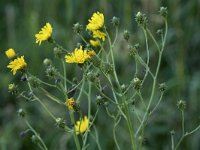 Hieracium umbellatum 40, Schermhavikskruid, Saxifraga-Willem van Kruijsbergen