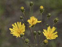 Hieracium umbellatum 42, Schermhavikskruid, Saxifraga-Willem van Kruijsbergen