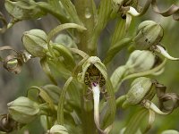 Himantoglossum hircinum, Lizard Orchid
