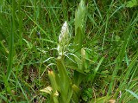 Himantoglossum hircinum 20, Bokkenorchis, Saxifraga-Ed Stikvoort