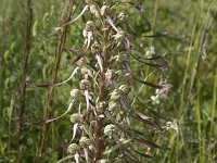 Himantoglossum hircinum 45, Bokkenorchis, Saxifraga-Willem van Kruijsbergen