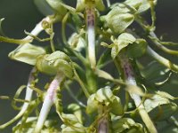 Himantoglossum hircinum 63, Bokkenorchis, Saxifraga-Hans Dekker