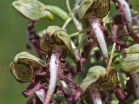 Himantoglossum hircinum 66, Bokkenorchis, Saxifraga-Hans Dekker