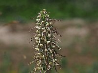 Himantoglossum hircinum 67, Bokkenorchis, Saxifraga-Hans Dekker